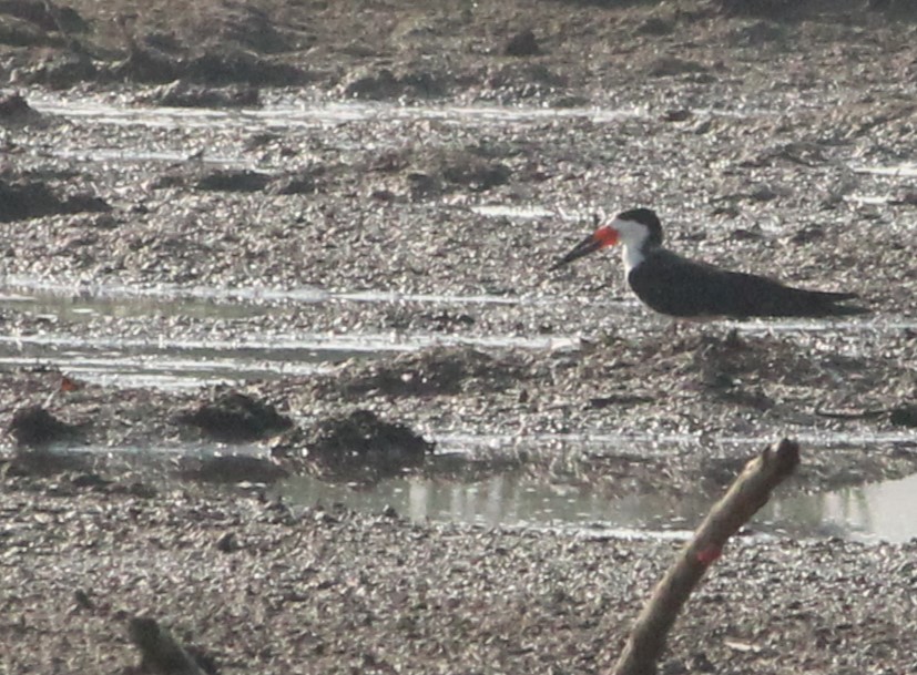 Водоріз американський - ML624217674