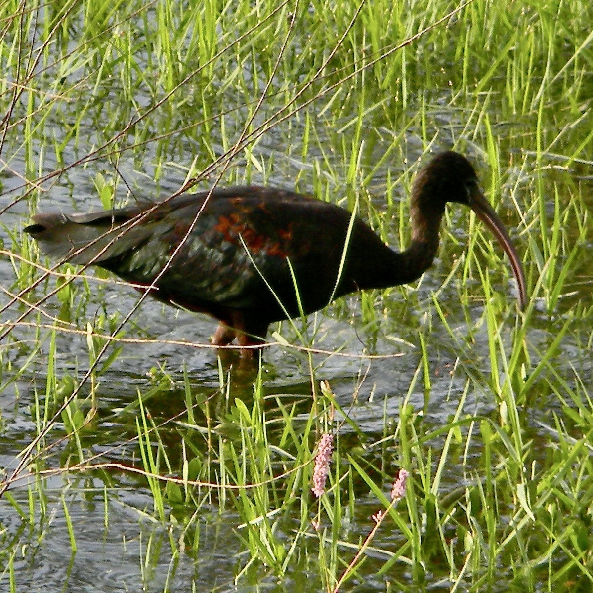 Glossy Ibis - ML624217676