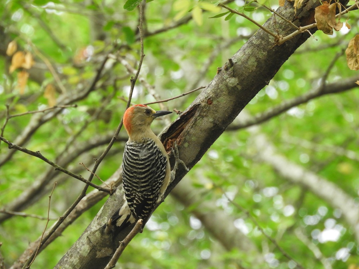 Red-crowned Woodpecker - ML624217677