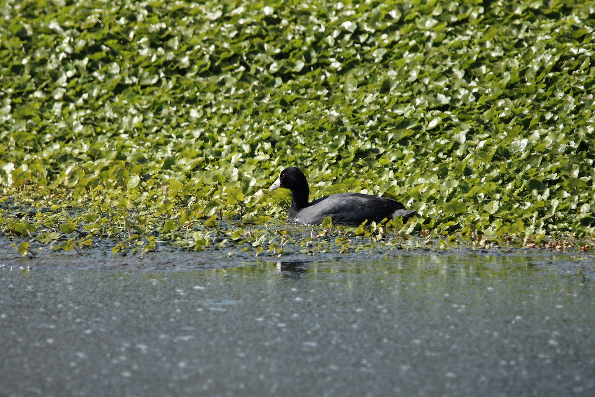 Slate-colored Coot - William Rivera tapia