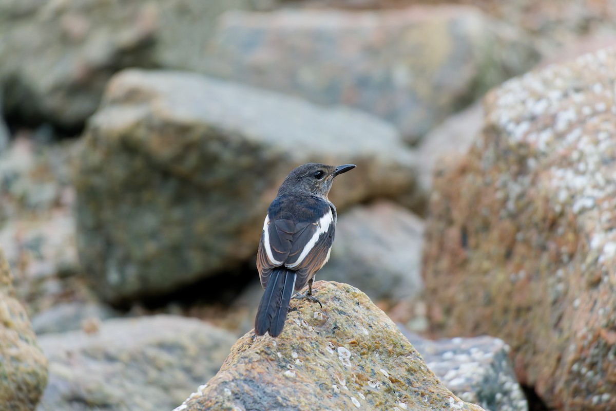 Oriental Magpie-Robin - ML624217680