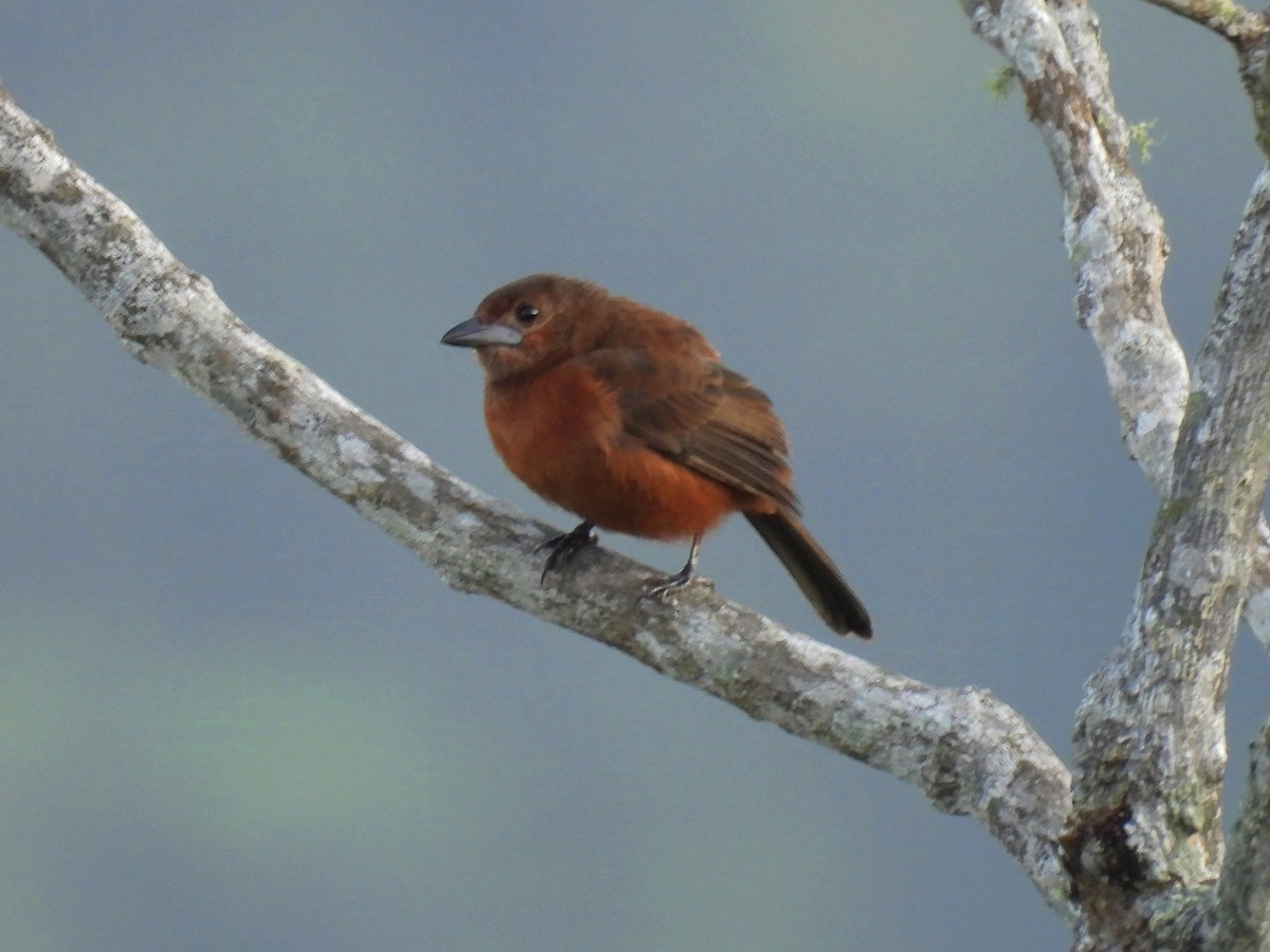 Silver-beaked Tanager - ML624217683