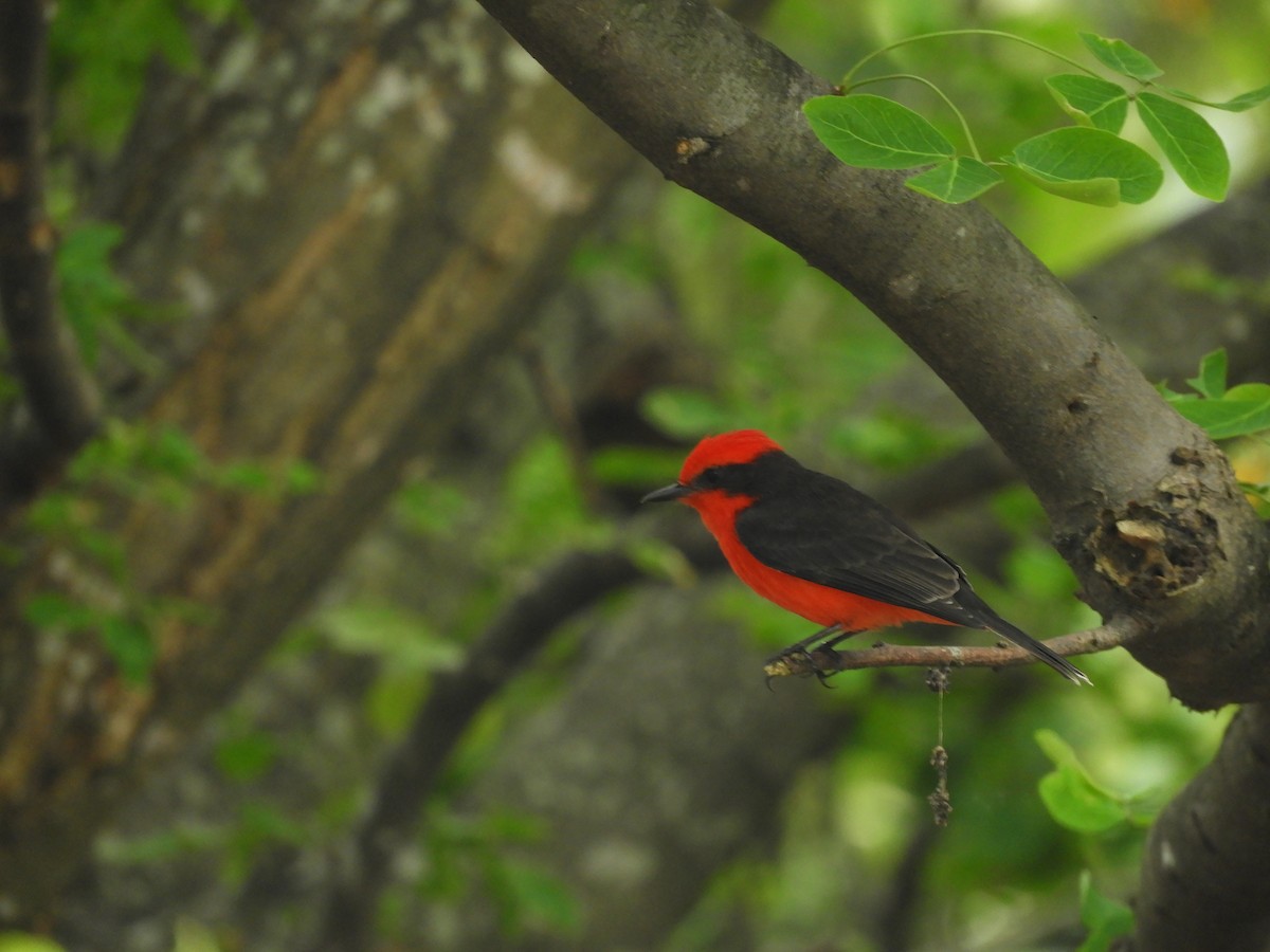 Vermilion Flycatcher - Carlos Andrés Rodríguez Parra