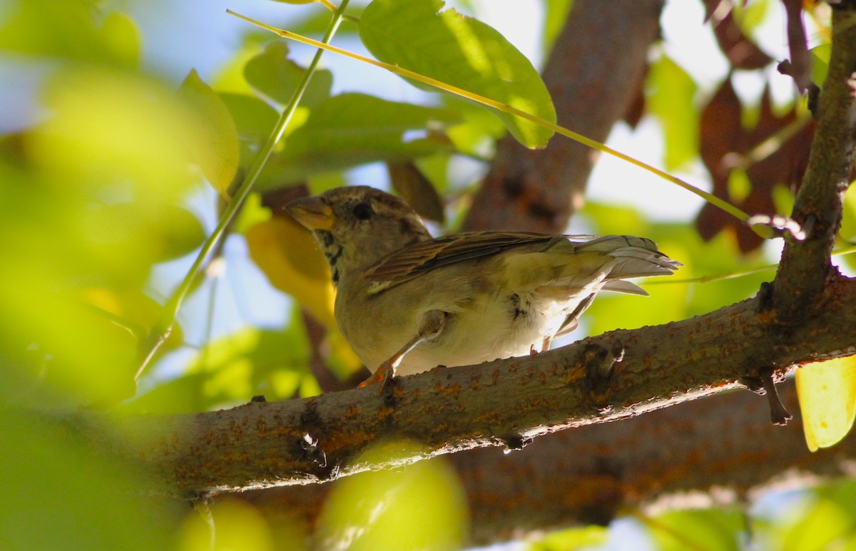 House Sparrow - ML624217694