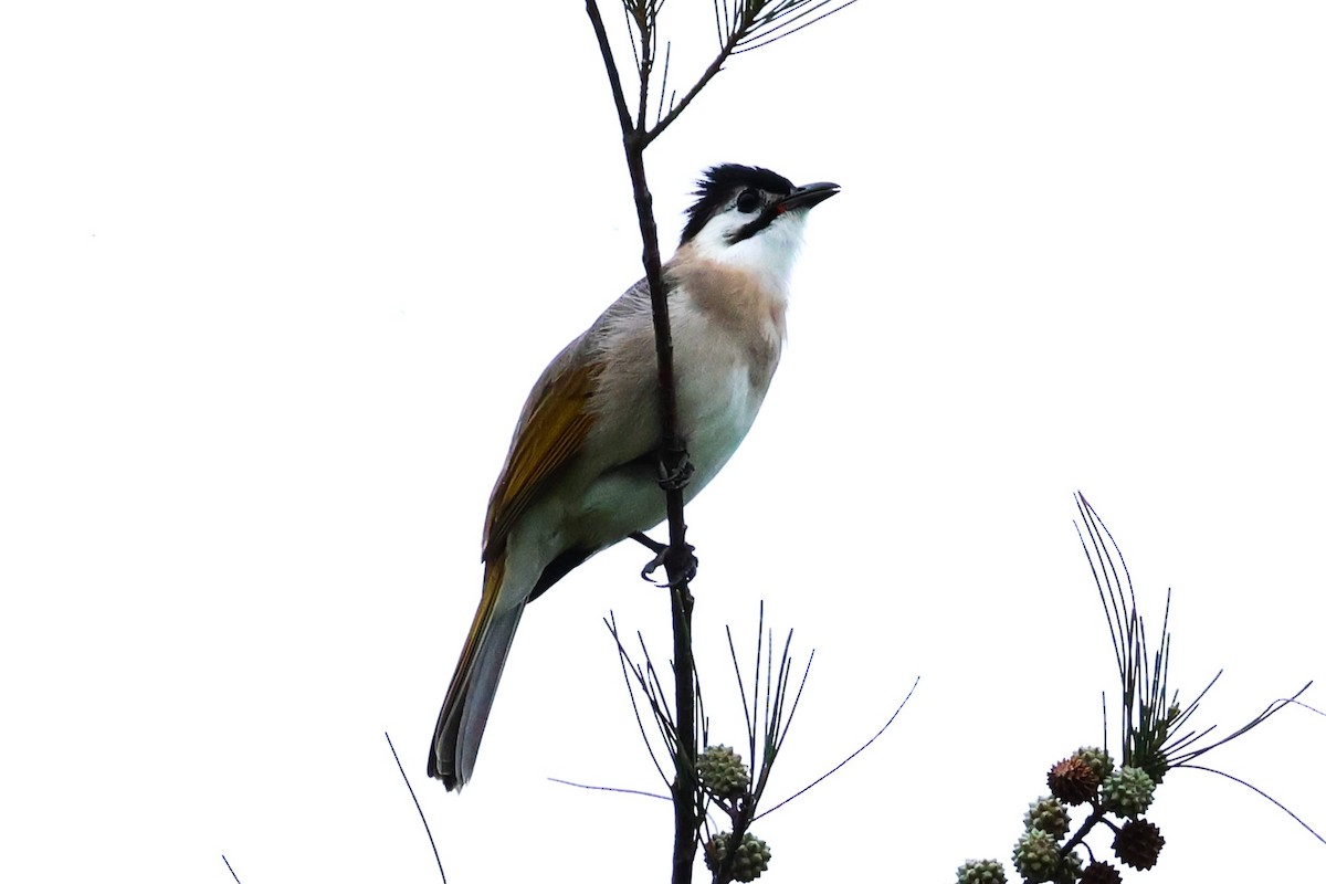 Bulbul de Taiwán - ML624217726