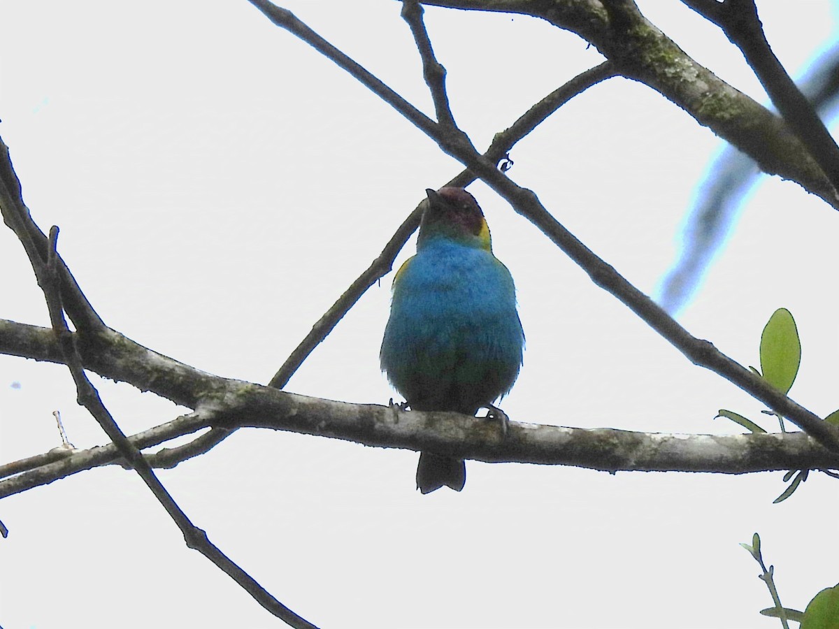 Bay-headed Tanager - ML624217727