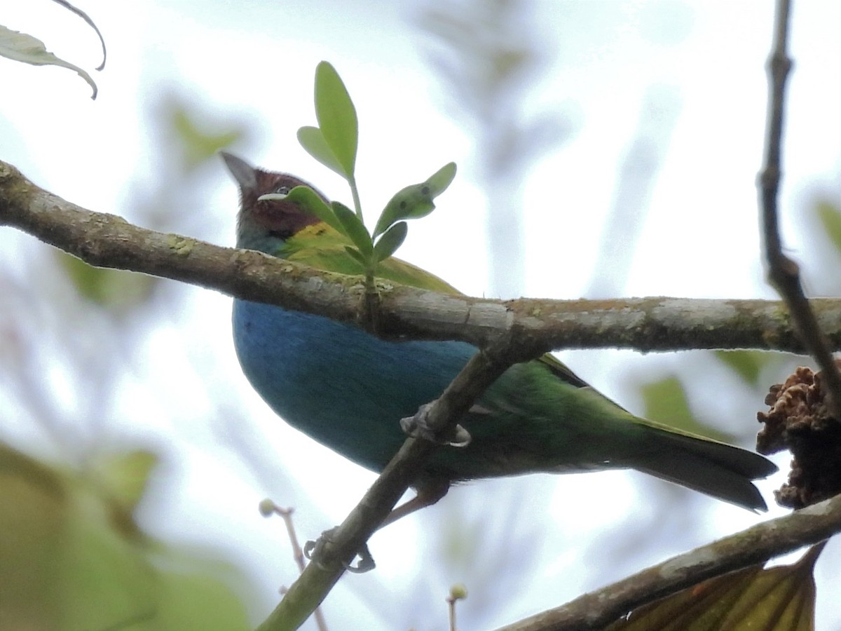 Bay-headed Tanager - ML624217728