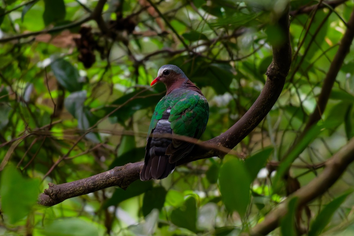 Asian Emerald Dove - ML624217730