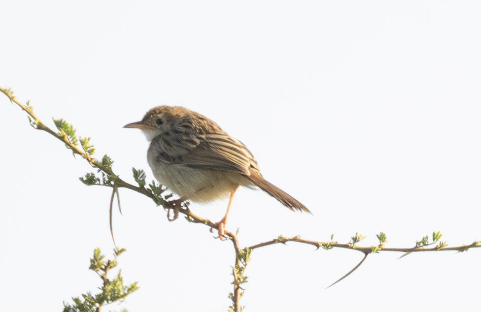 Rattling Cisticola - ML624217731