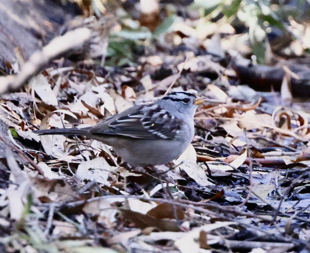 White-crowned Sparrow - ML624217734