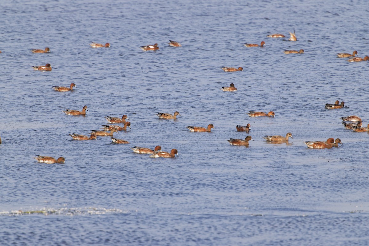 Eurasian Wigeon - ML624217735