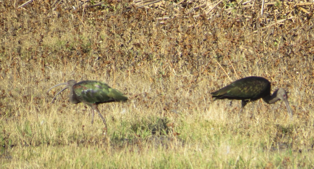 White-faced Ibis - ML624217736