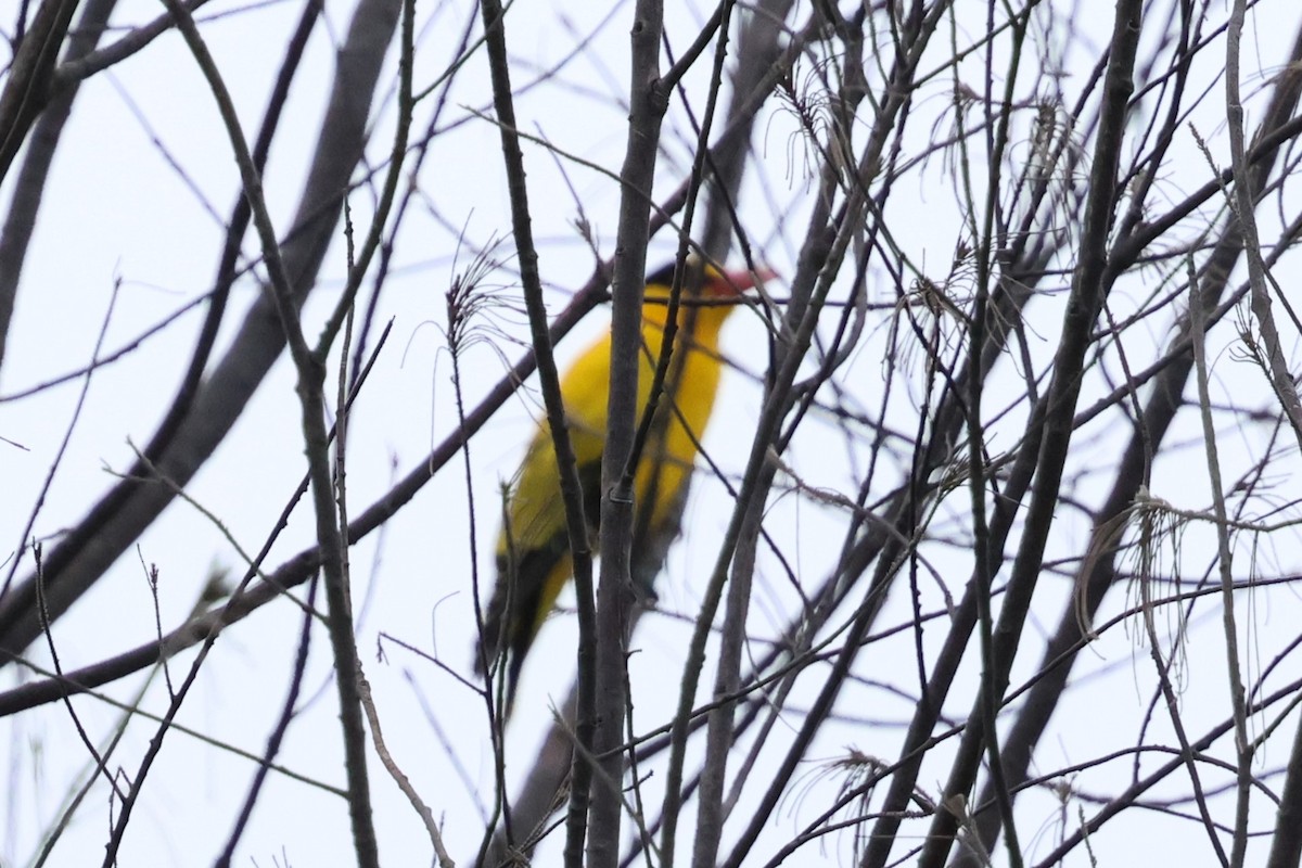 Black-naped Oriole - ML624217738