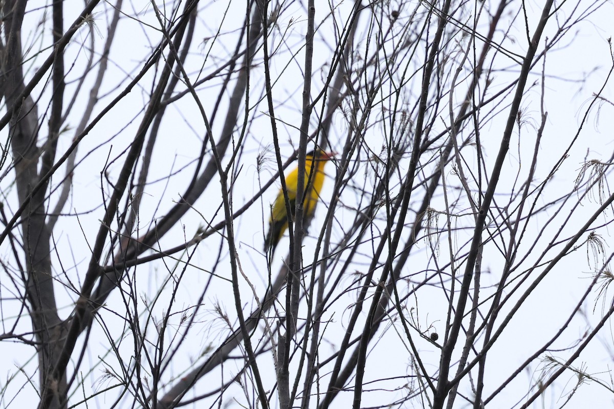 Black-naped Oriole - ML624217739