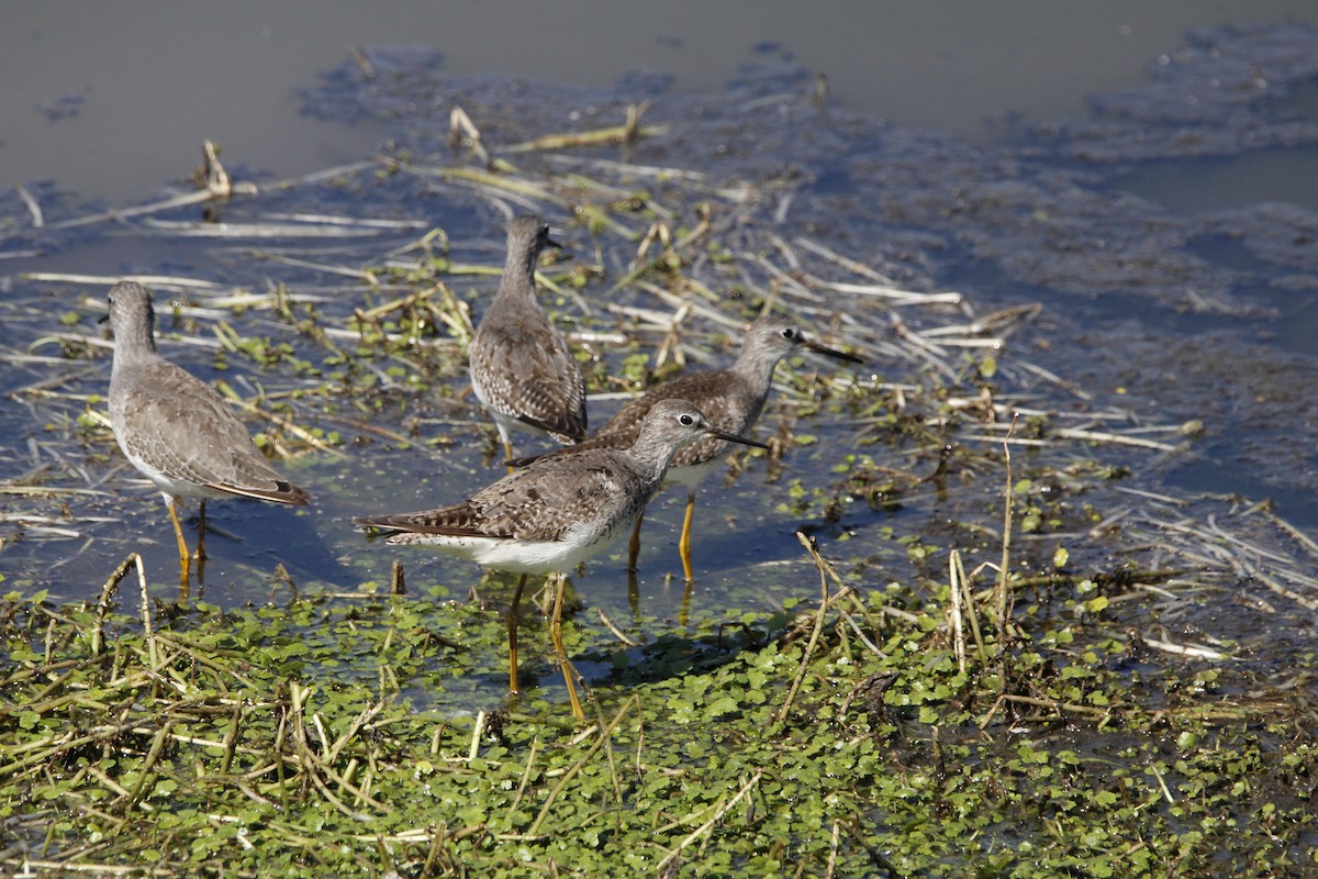 Lesser Yellowlegs - ML624217742