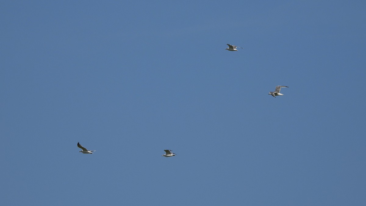 Gaviota Patiamarilla - ML624217743