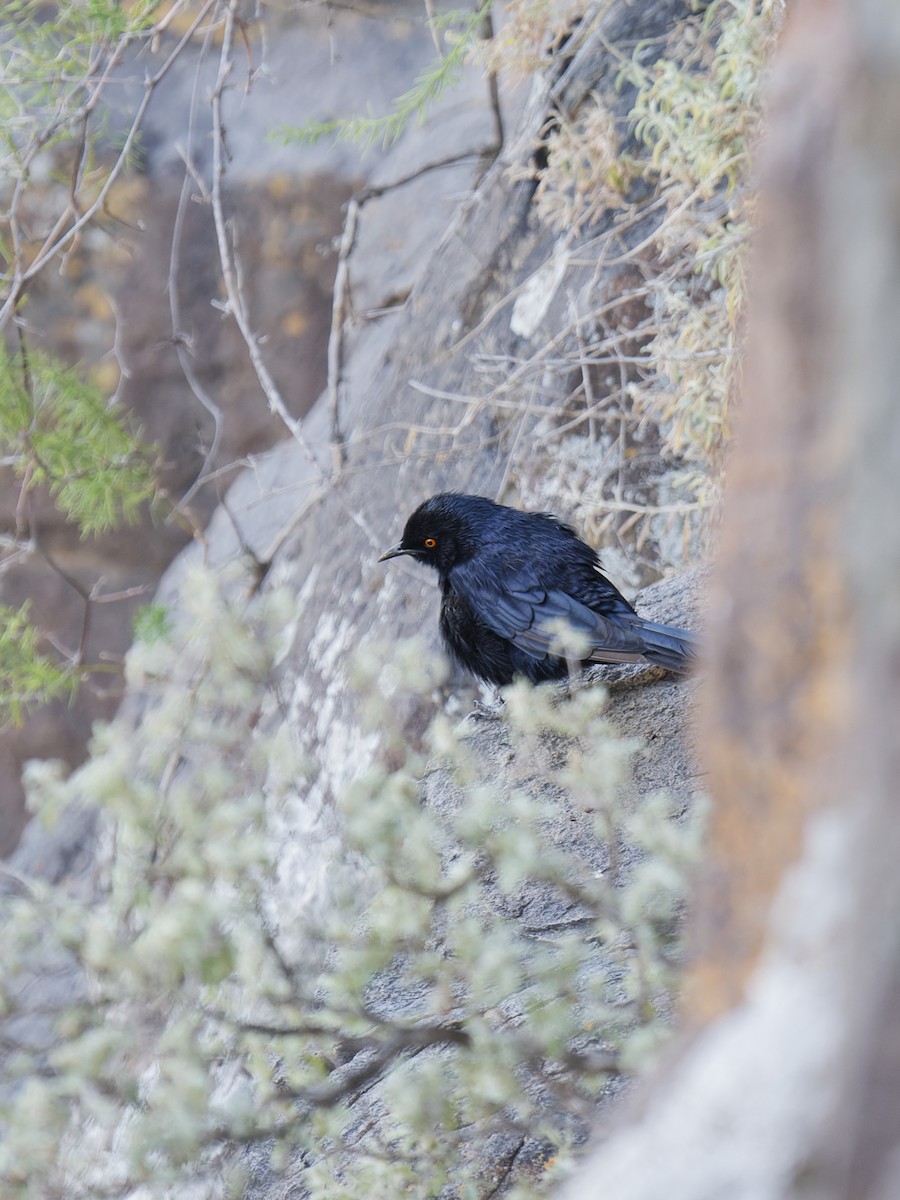 Pale-winged Starling - ML624217745