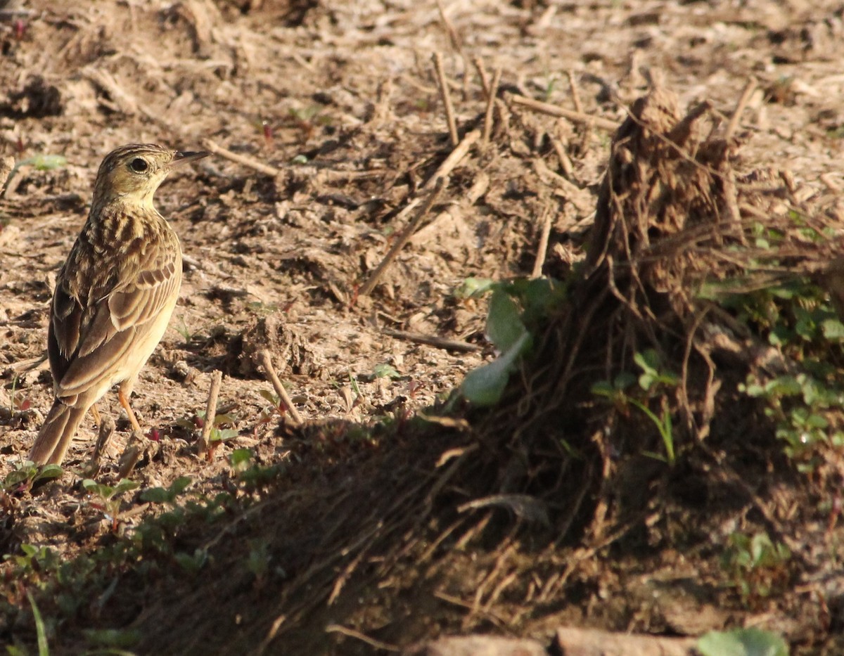 Yellowish Pipit - ML624217746