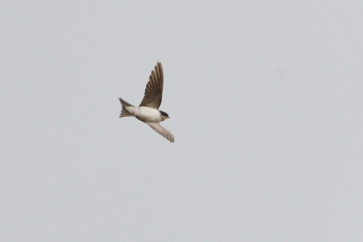 Western House-Martin - ML624217749