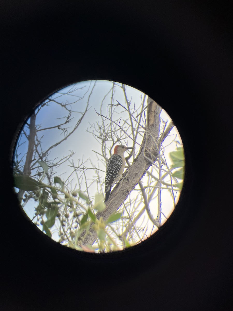 Red-bellied Woodpecker - ML624217750