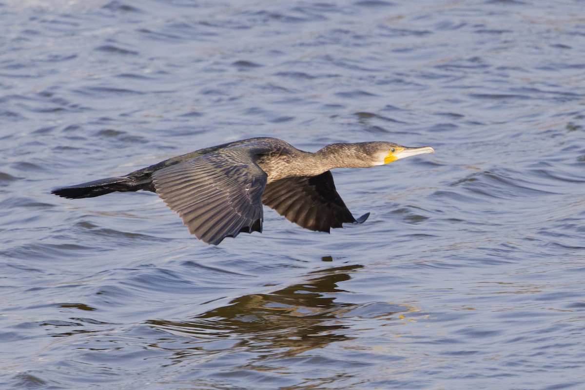 Great Cormorant - Simon Colenutt