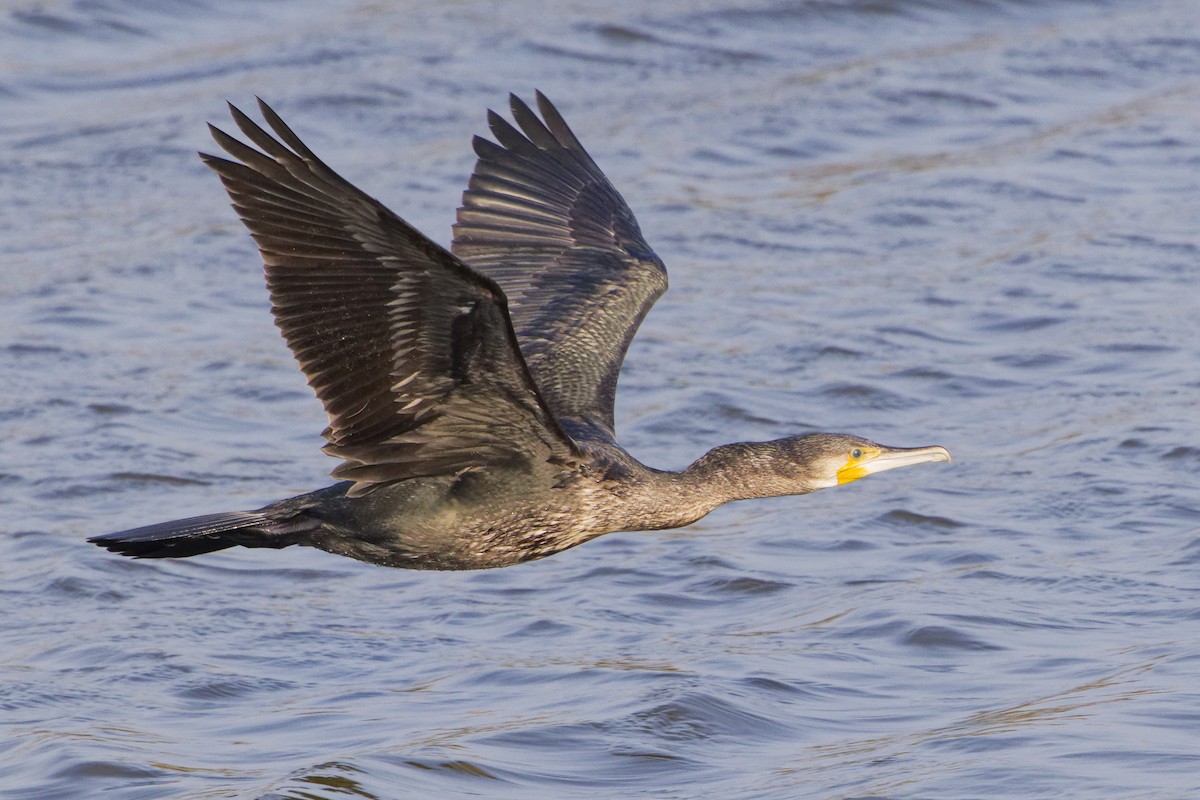 Cormorán Grande - ML624217753