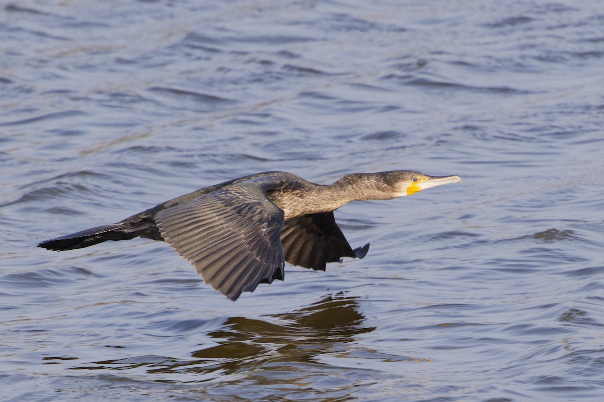 Great Cormorant - ML624217754