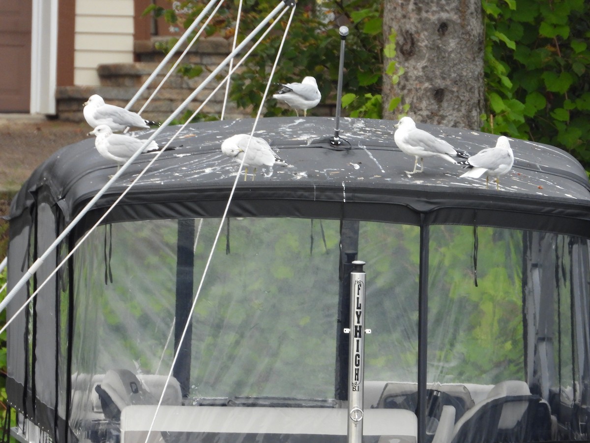 Ring-billed Gull - ML624217756