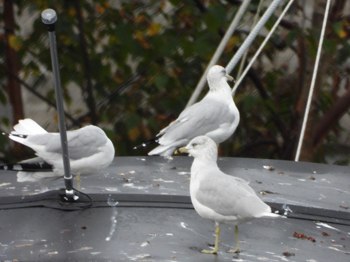 Ring-billed Gull - ML624217757