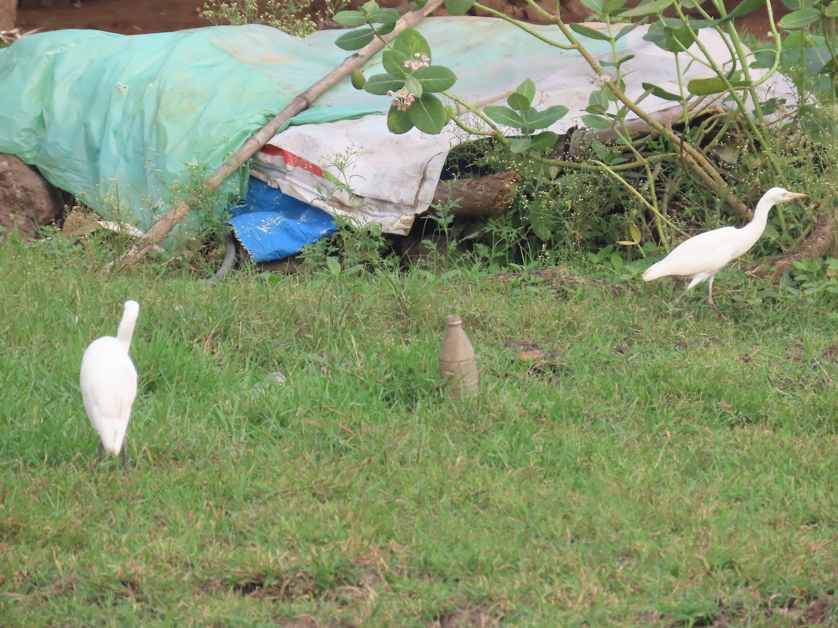 Eastern Cattle Egret - ML624217788