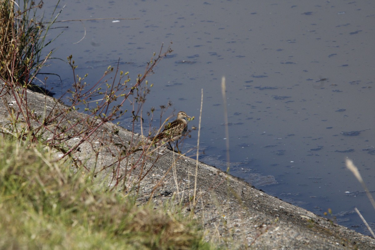 Bécasseau à poitrine cendrée - ML624217790