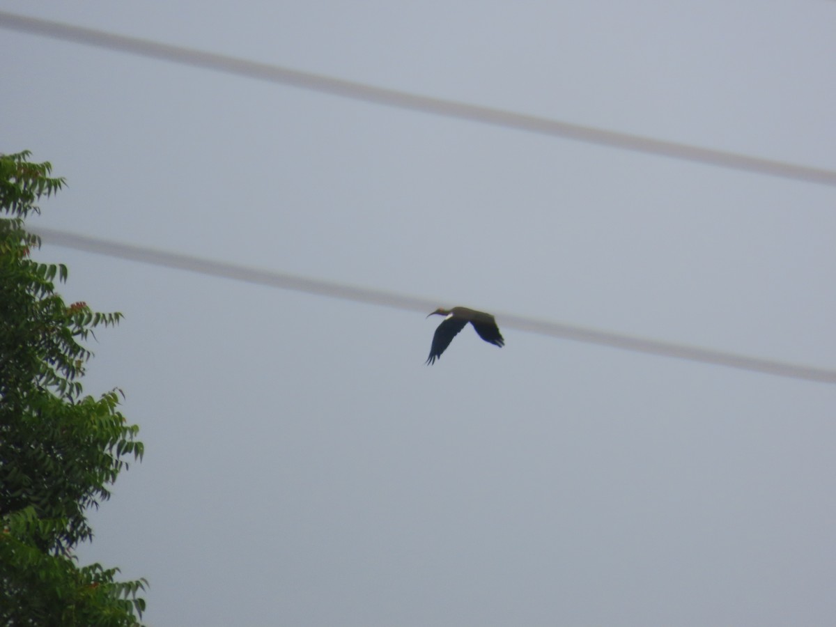 Red-naped Ibis - ML624217793