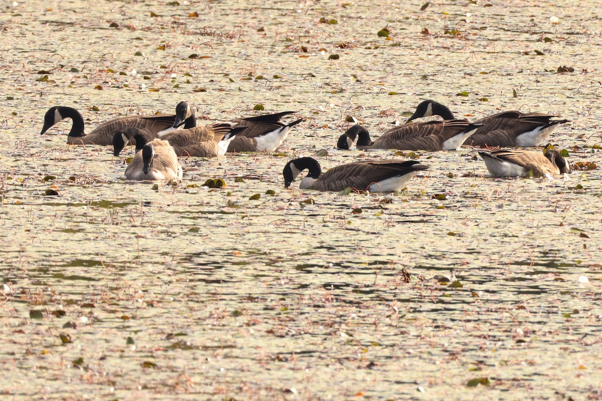 Canada Goose - ML624217795