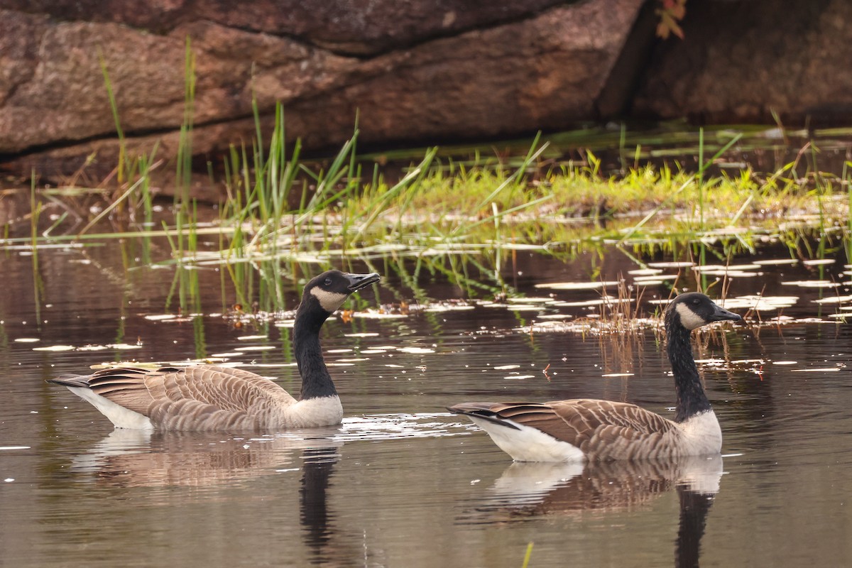 Canada Goose - ML624217796