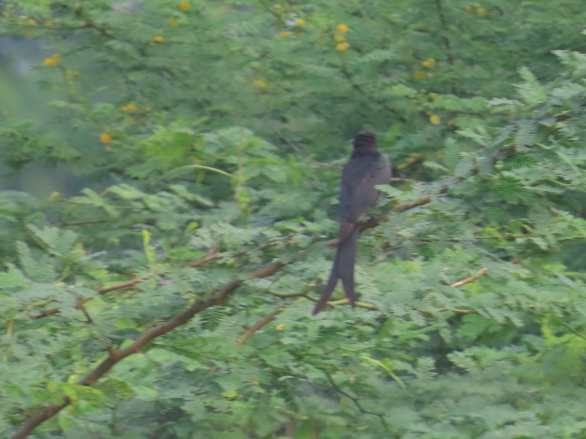 Black Drongo - Shilpa Gadgil