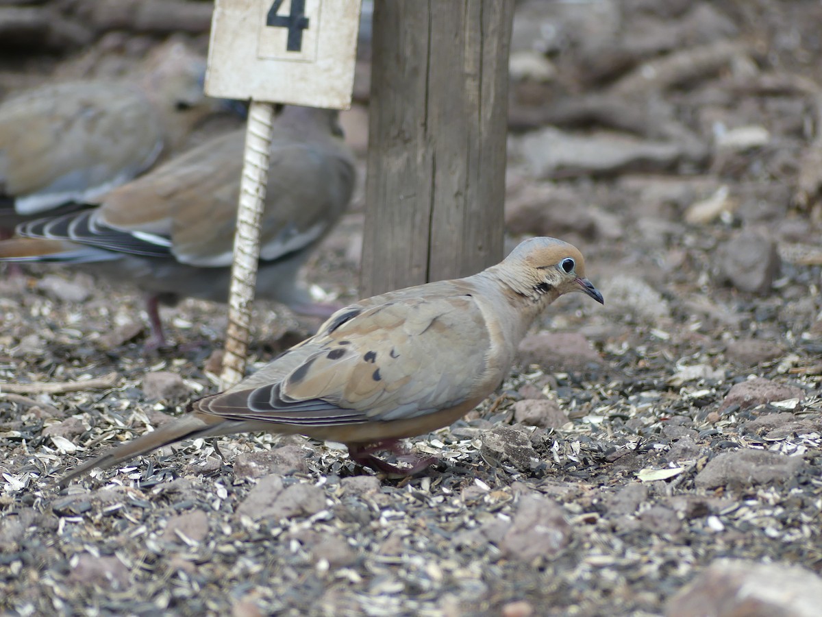 Mourning Dove - Andrew Weber