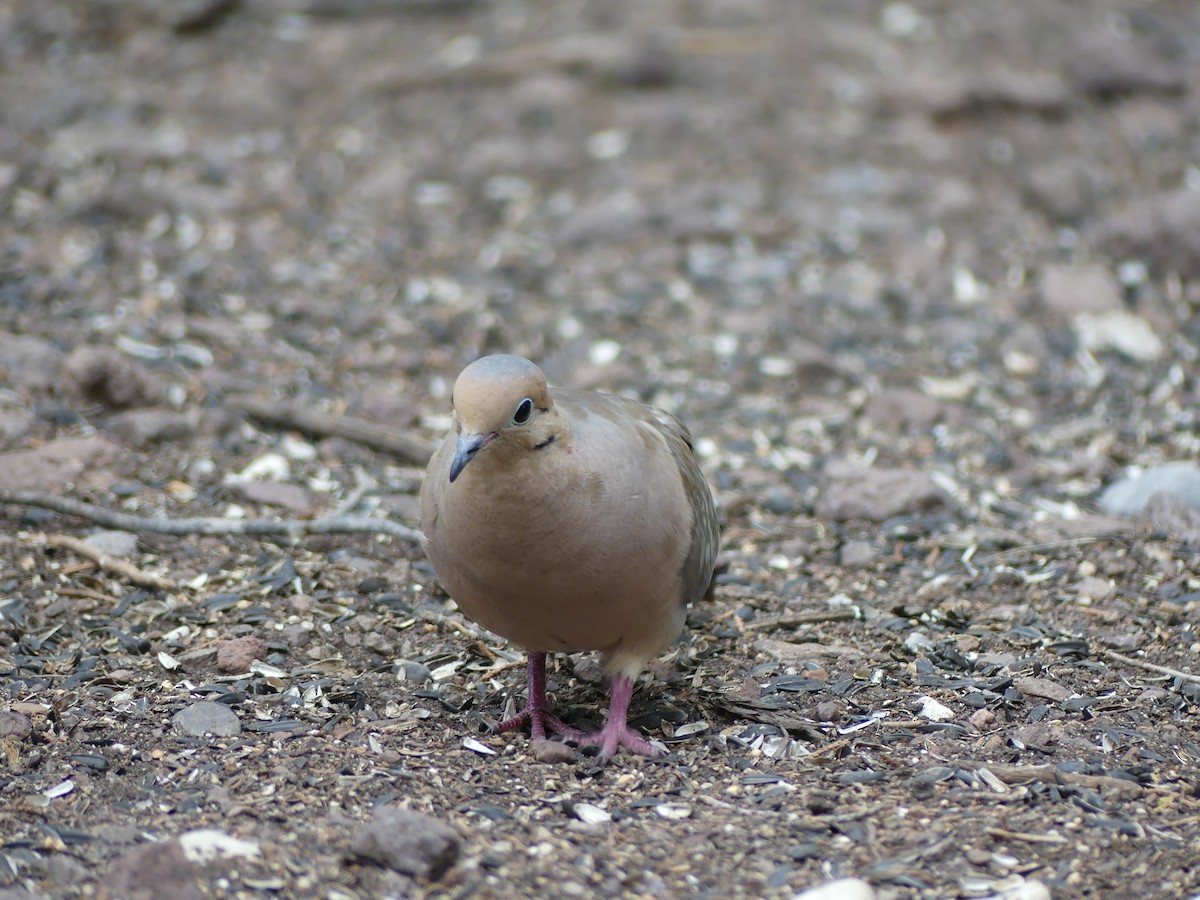 Mourning Dove - ML624217799