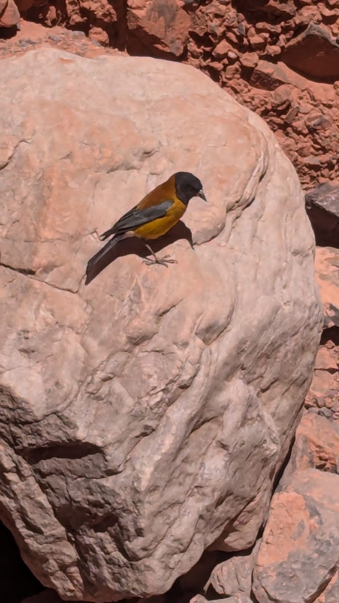 Black-hooded Sierra Finch - ML624217800