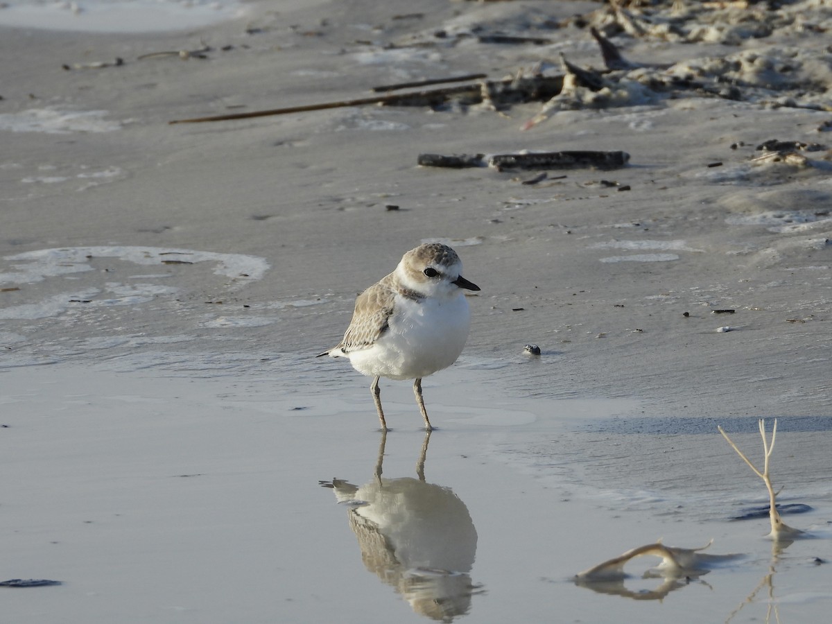 Snowy Plover - ML624217802