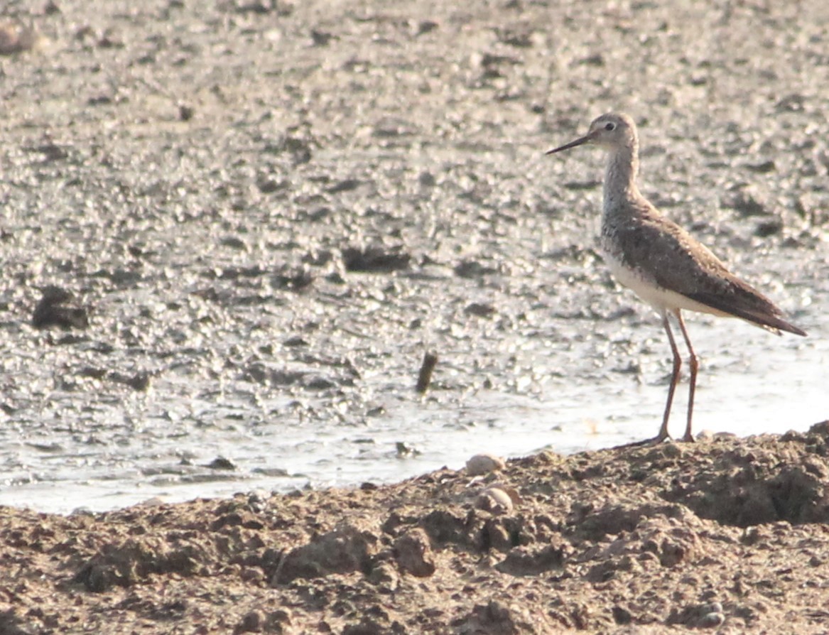 Lesser Yellowlegs - ML624217803