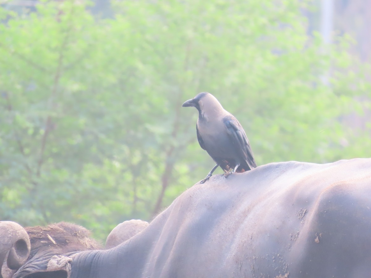 House Crow - Shilpa Gadgil