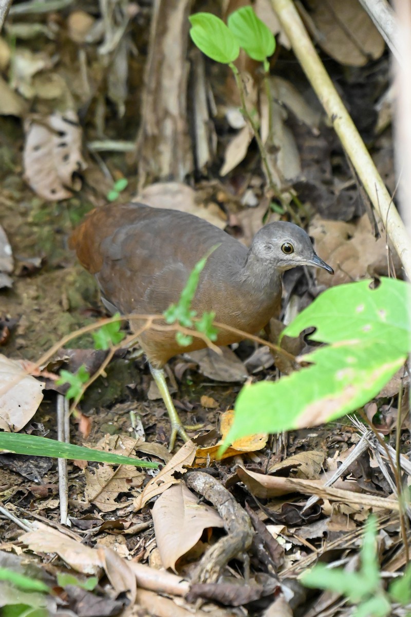 Little Tinamou - ML624217806