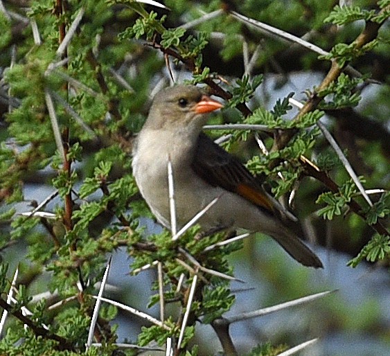 Red-headed Weaver - ML624217807