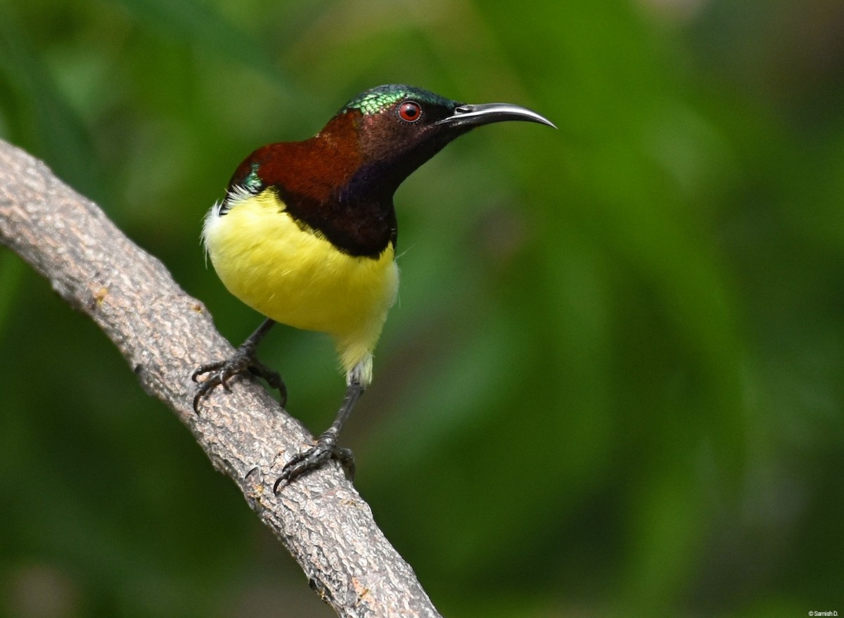 Purple-rumped Sunbird - ML624217809