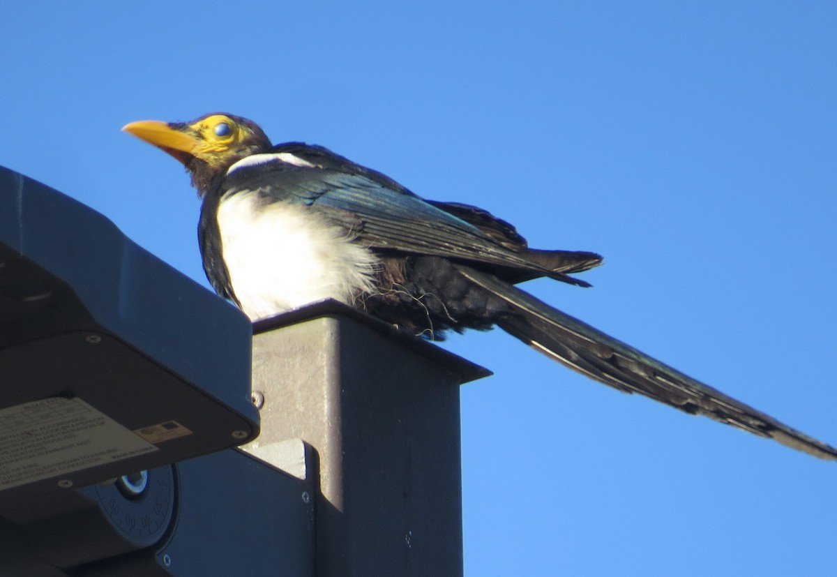 Yellow-billed Magpie - ML624217810