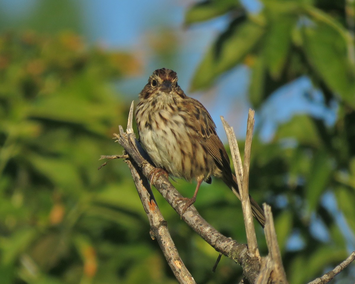 Song Sparrow - ML624217814