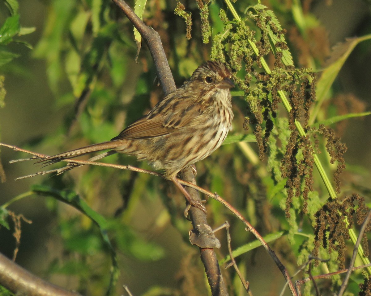 Song Sparrow - ML624217815