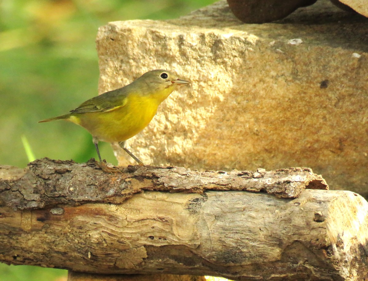 Nashville Warbler - ML624217816