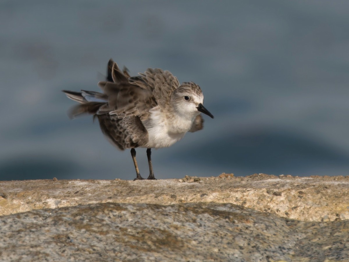 Red-necked Stint - ML624217818