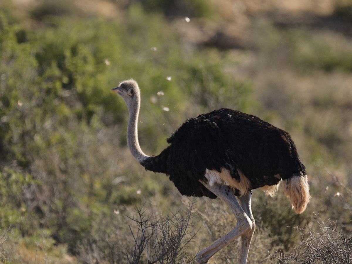 Common Ostrich - ML624217819